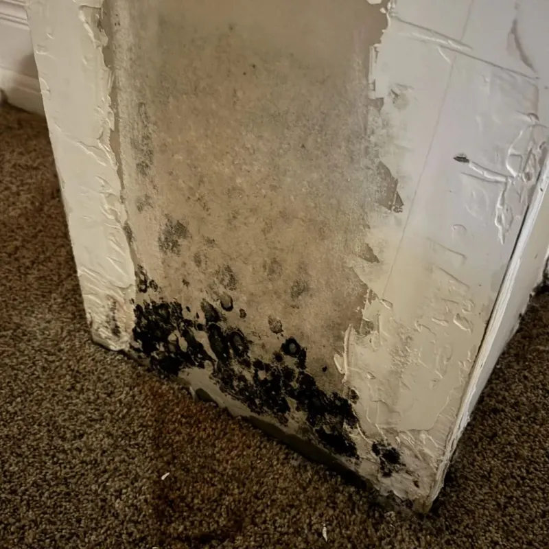 Professional Mold Removal in Crownsville, MD
